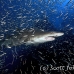 shark_tiger_sand_atlas_h_0276_nca0734.jpg